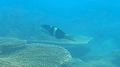 Thalassoma nigrofasciatum