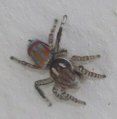 Maratus