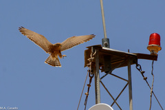 Falco rupicoloides