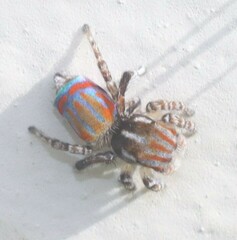 Maratus