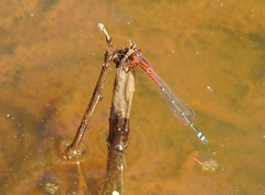 Xanthagrion erythroneurum