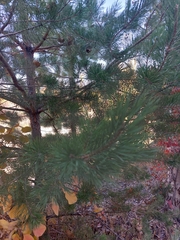 Pinus mugo