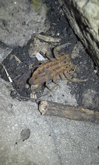 Centruroides limpidus