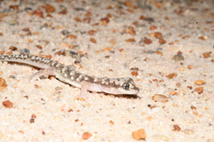 Lucasium alboguttatum