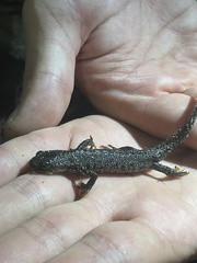 Triturus cristatus