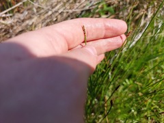 Eleocharis dregeana