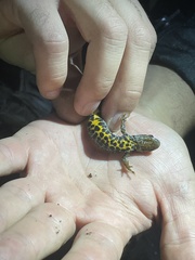 Triturus cristatus