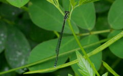 Aciagrion occidentale