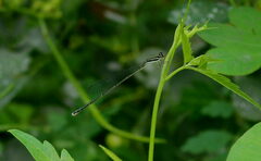 Aciagrion occidentale
