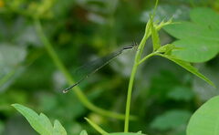 Aciagrion occidentale