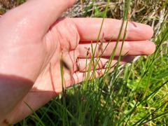 Eleocharis dregeana