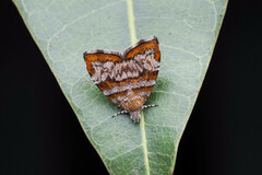 Choreutis periploca