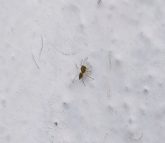Hasarius adansoni