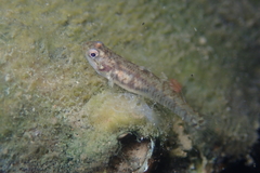 Mugilogobius chulae