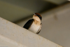 Hirundo smithii