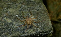 Selenopidae