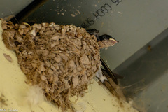 Hirundo smithii