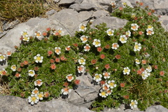 Potentilla clusiana