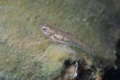 Mugilogobius chulae