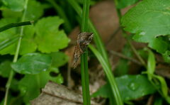 Hypena laceratalis