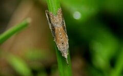 Hypena laceratalis