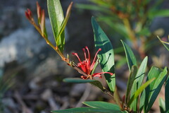 Grevillea dimorpha