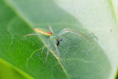 Araneus talipedatus
