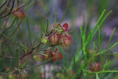 Dodonaea falcata
