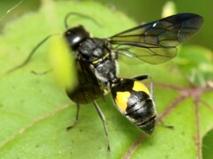 Trigonalys natalensis
