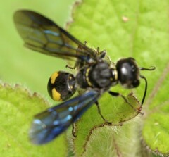 Trigonalys natalensis