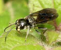 Trigonalys natalensis