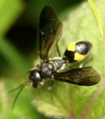 Trigonalys natalensis