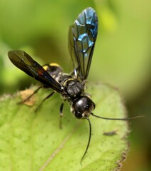 Trigonalys natalensis
