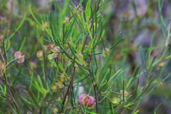 Dodonaea falcata