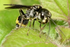 Trigonalys natalensis