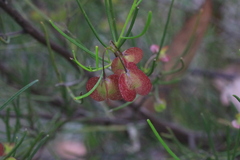 Dodonaea falcata