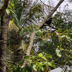 Centropus sinensis