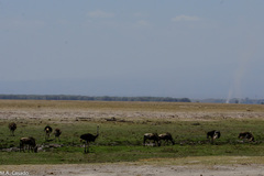 Connochaetes taurinus albojubatus