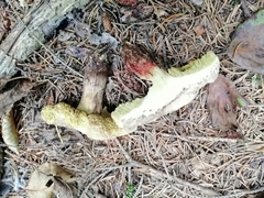 Xerocomellus cisalpinus