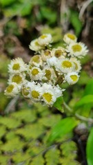 Anaphalioides trinervis