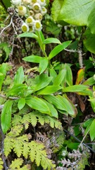 Anaphalioides trinervis