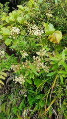 Anaphalioides trinervis