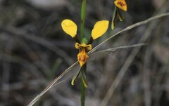 Diuris chrysantha