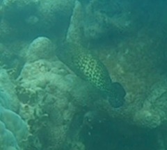Cephalopholis cyanostigma