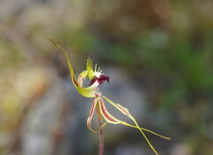Caladenia tentaculata