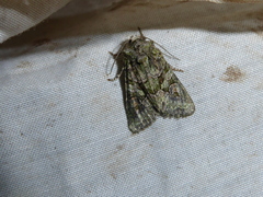 Dryobotodes carbonis