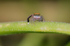 Maratus pavonis