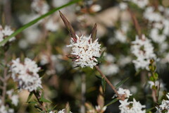 Epacris lanuginosa