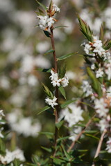 Epacris lanuginosa