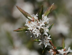 Epacris lanuginosa